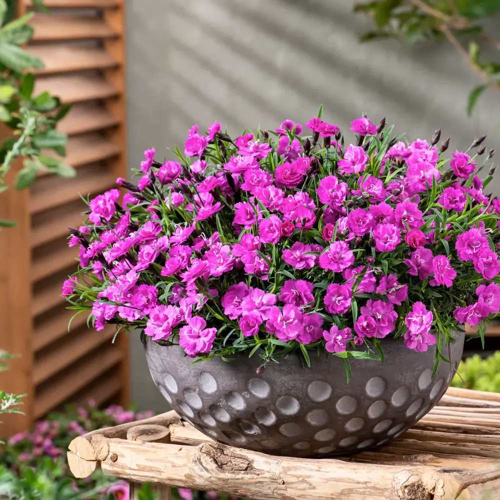 Карамфил (Dianthus) Mountain Frost Pink Pompom, ароматно многогодишно растение, магента цветове, студоустойчиво