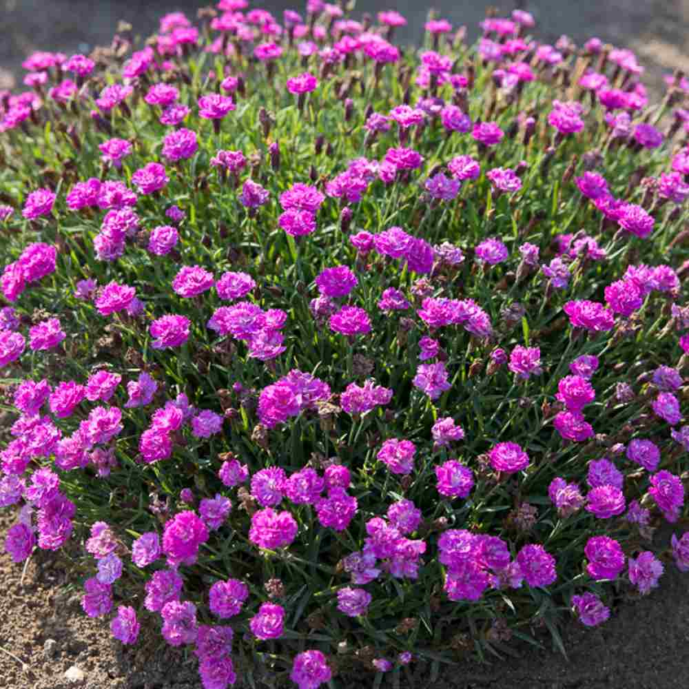 Карамфил (Dianthus) Mountain Frost Pink Pompom, ароматно многогодишно растение, магента цветове, студоустойчиво