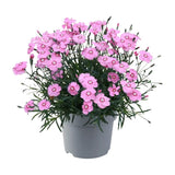 Garofita (Dianthus) Mountain Frost Pink Twinkle, planta perena cu flori roz, parfumata, rezistenta frig