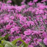 Garofita (Dianthus) Mountain Frost Pink Twinkle, planta perena cu flori roz, parfumata, rezistenta frig