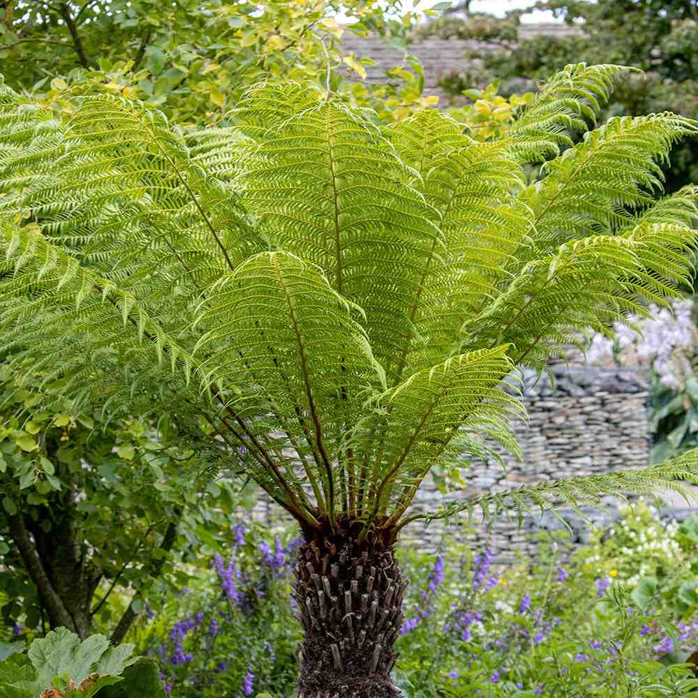 Feriga Copac (Dicksonia Antartica)