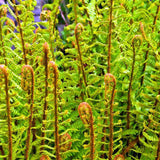 Папрат The King (Dryopteris filix-mas) – едролистна многогодишна папрат за сянка