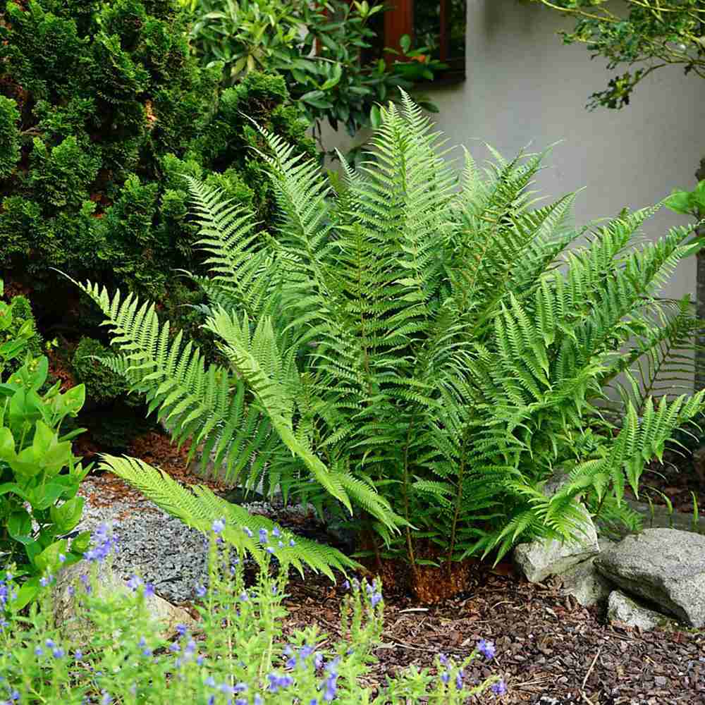 Папрат The King (Dryopteris filix-mas) – едролистна многогодишна папрат за сянка