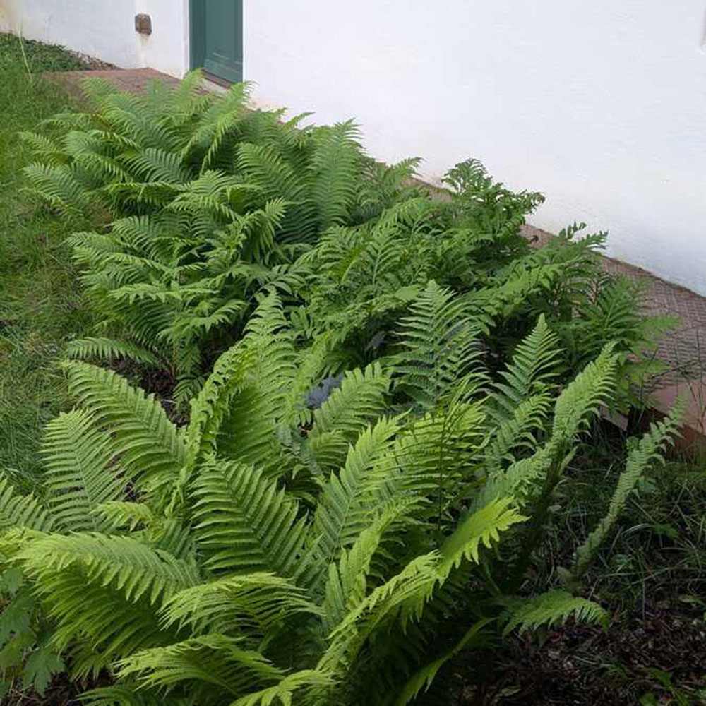 Папрат The King (Dryopteris filix-mas) – едролистна многогодишна папрат за сянка
