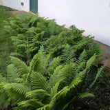 Папрат The King (Dryopteris filix-mas) – едролистна многогодишна папрат за сянка