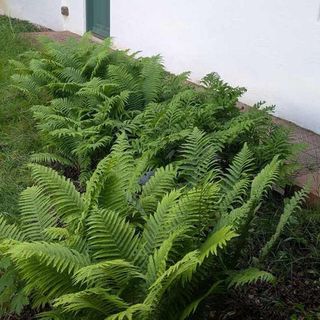 Папрат The King (Dryopteris filix-mas) – едролистна многогодишна папрат за сянка