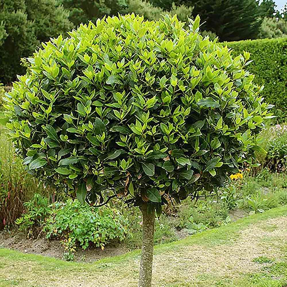Дафинов лавър Laurus nobilis – дърво с кълбовидна корона и ароматни листа