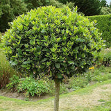 Лаврово дърво (дафинов лист), ядливо, декоративно