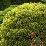 Японски евонимус Euonimus Aureomarginatus, декоративен вечнозелен храст с жълти краища, за жив плет и бордюри