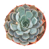 Suculenta (Echeveria) Grande Cinza, planta suculenta decorativa, ingrijire usoara, ideala pentru interior - 15 cm