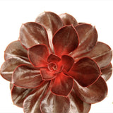 Suculenta (Echeveria) Hot Red, suculenta rosu perlat, decor interior, usor de ingrijit
