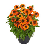 Echinacea Sunseeker Mineola, cu flori portocalii, planta perena decorativa, atrage albinele, inflorire indelungata