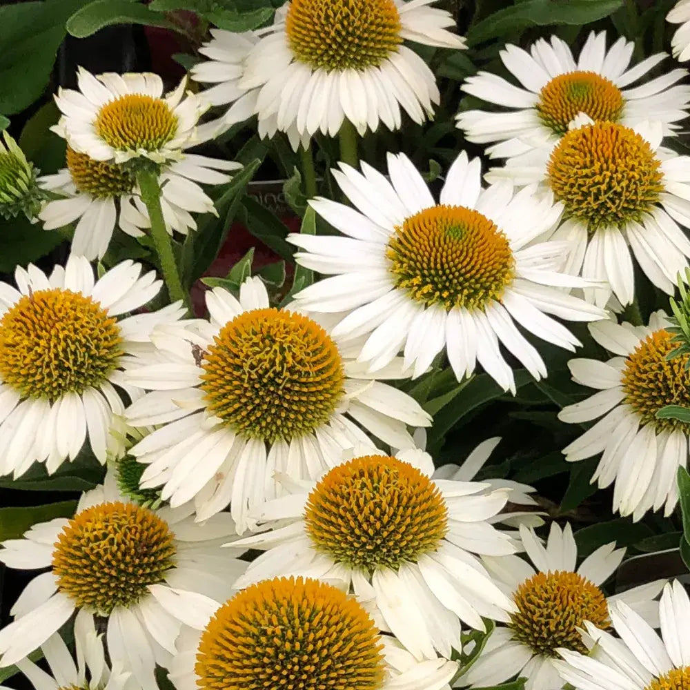 Echinacea cu flori albe, planta perena decorativa, atrage albinele, inflorire indelungata