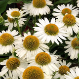 Echinacea cu flori albe, planta perena decorativa, atrage albinele, inflorire indelungata