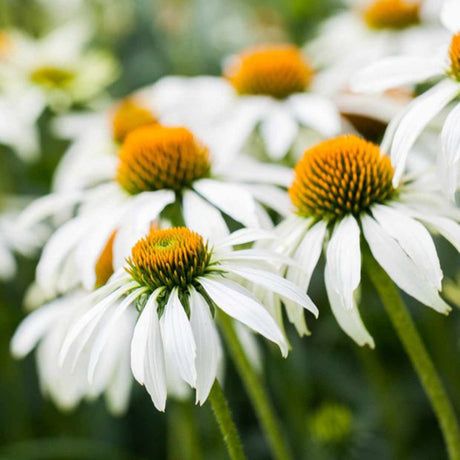 Echinacea cu flori albe, planta perena decorativa, atrage albinele, inflorire indelungata