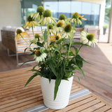 Echinacea cu flori albe, planta perena decorativa, atrage albinele, inflorire indelungata