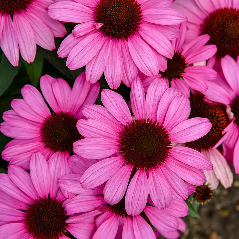 Echinacea cu flori roz, planta perena decorativa, atrage albinele, inflorire indelungata
