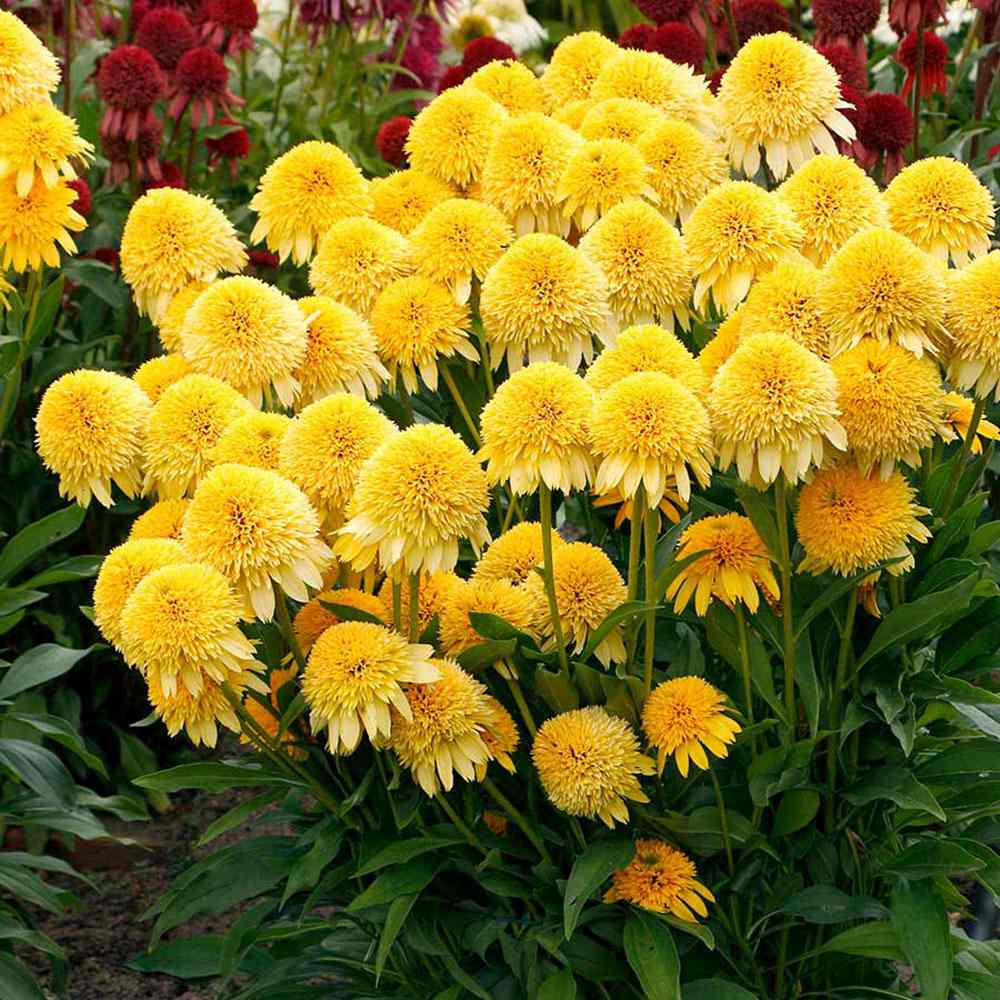 Ехинацея Eccentric Yellow – многогодишно с двойни жълти цветове за слънчеви градини