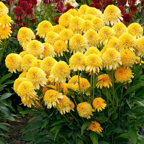 Ехинацея Eccentric Yellow – многогодишно с двойни жълти цветове за слънчеви градини