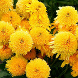 Ехинацея Eccentric Yellow – многогодишно с двойни жълти цветове за слънчеви градини