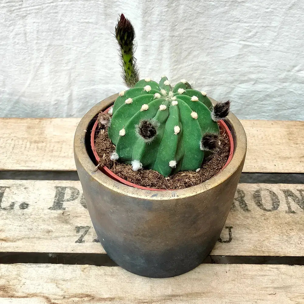Cactus Echinopsis oxygona, actus decorativ cu flori mari spectaculoase roz