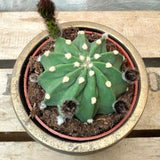 Cactus Echinopsis oxygona, actus decorativ cu flori mari spectaculoase roz
