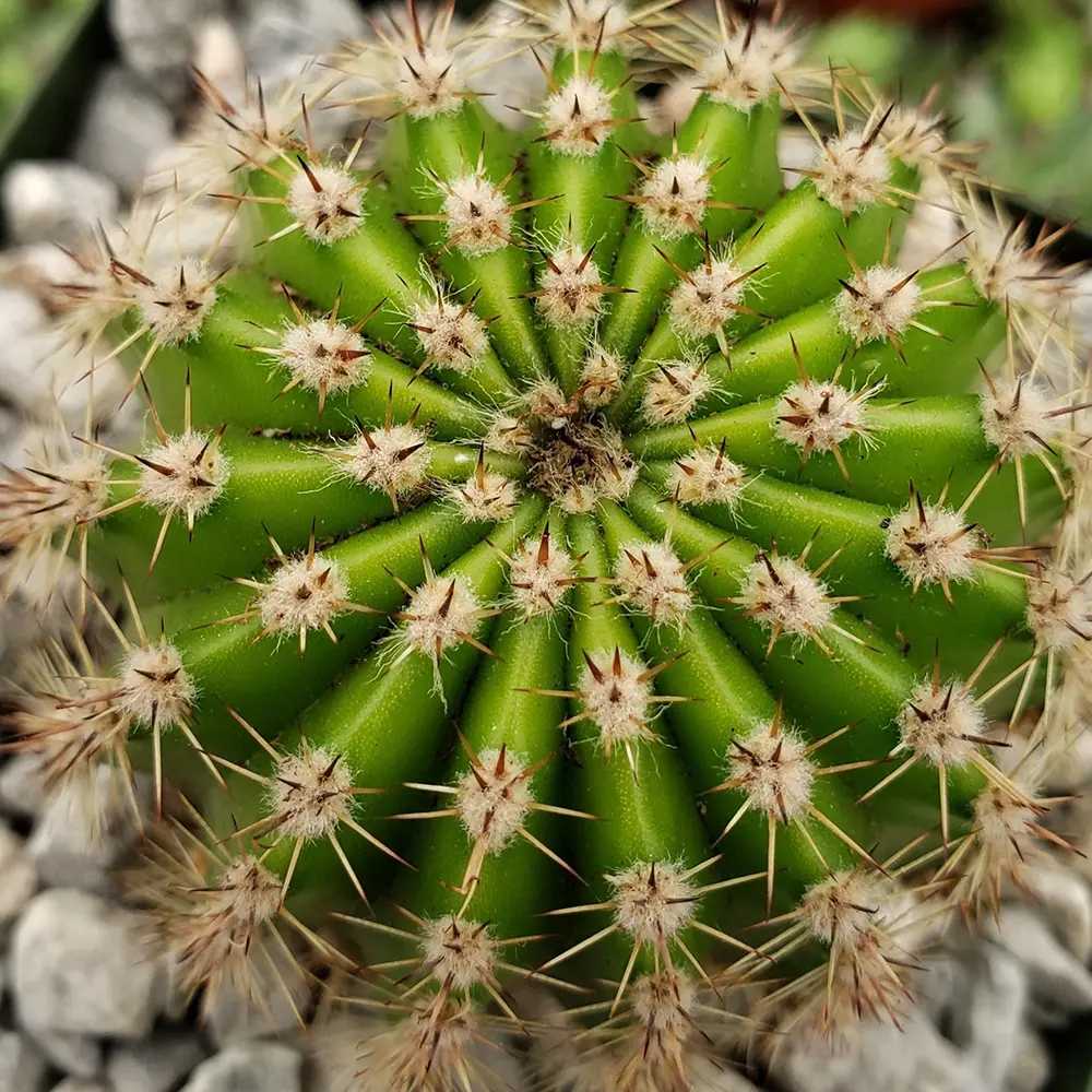 Cactus Echinopsis oxygona, actus decorativ cu flori mari spectaculoase roz