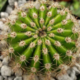 Cactus Echinopsis oxygona, actus decorativ cu flori mari spectaculoase roz