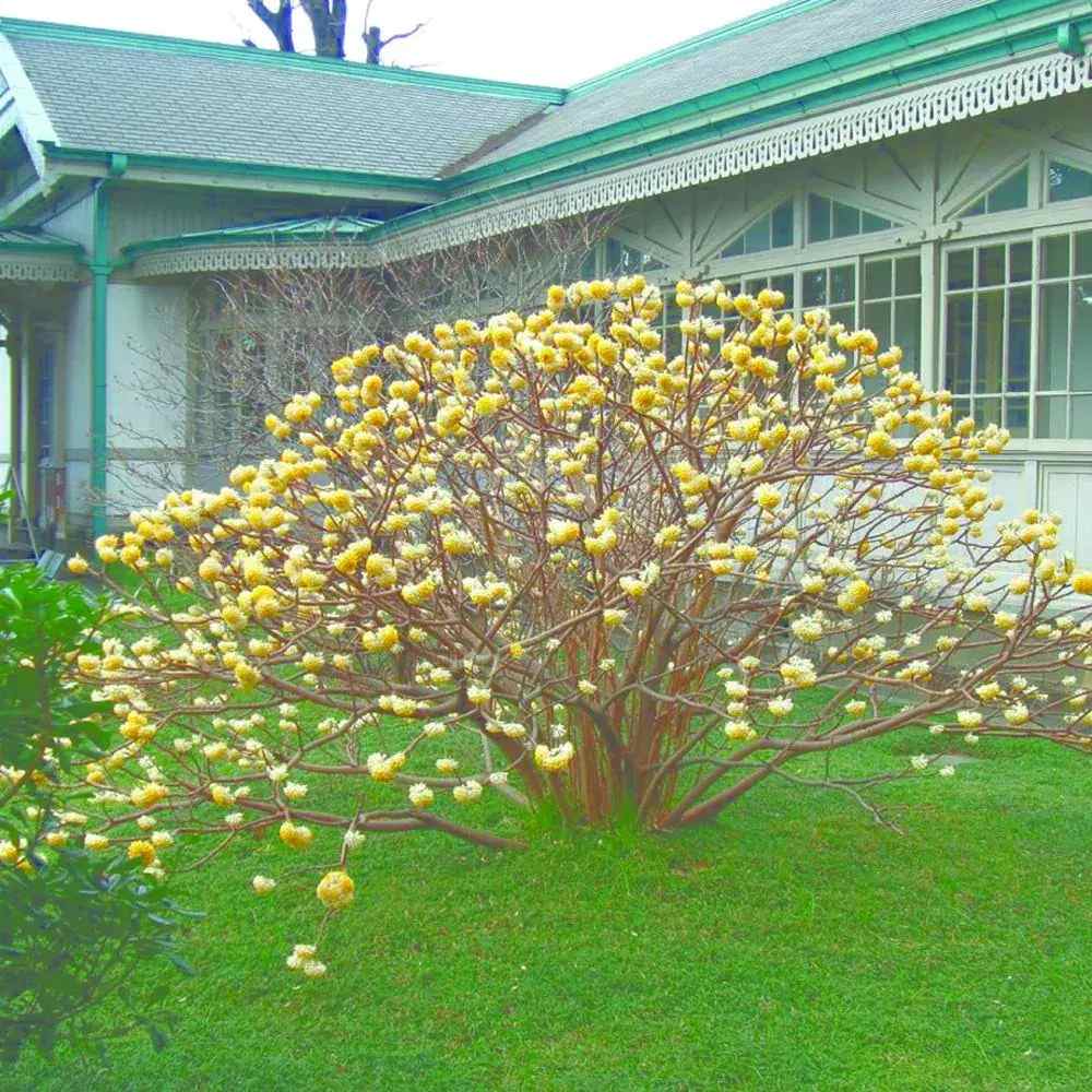 Arbust de hartie Edgeworthia Grandiflora Tip Copac, flori galbene extrem de parfumate, infloreste in iarna, rezistent la frig