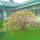 Arbust de hartie Edgeworthia Grandiflora Tip Copac, flori galbene extrem de parfumate, infloreste in iarna, rezistent la frig