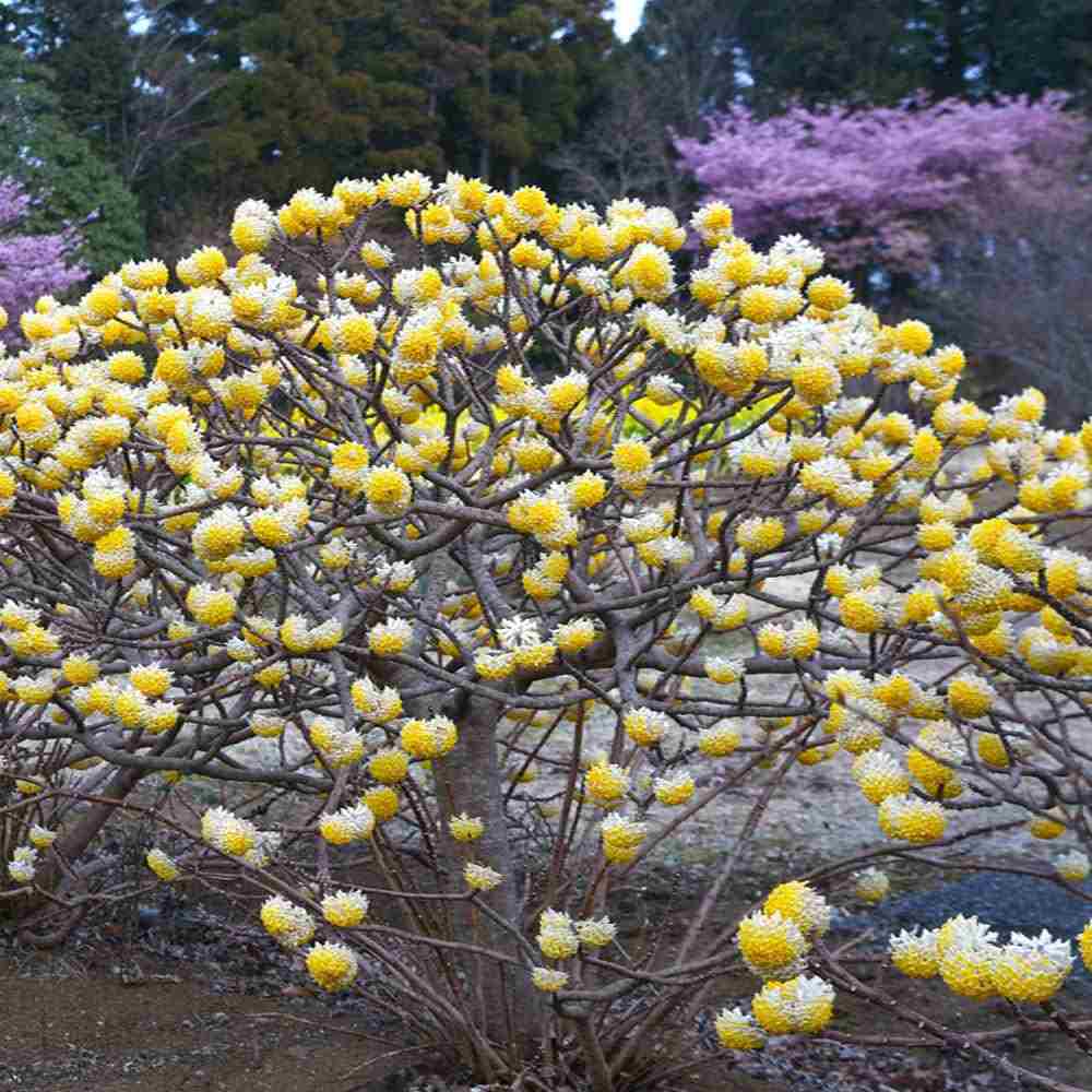 Arbust de hartie Edgeworthia Grandiflora Tip Copac, flori galbene extrem de parfumate, infloreste in iarna, rezistent la frig