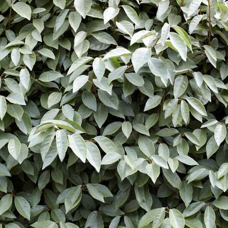 Elaeagnus ebbingei Compacta, arbust vesnic verde decorativ, frunzis verde-argintiu, gard viu rezistent si compact