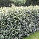 Elaeagnus ebbingei Compacta, arbust vesnic verde decorativ, frunzis verde-argintiu, gard viu rezistent si compact