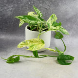 Iedera diavolului Curgatoare (Epipremnum) Marble Variegata - 25 cm