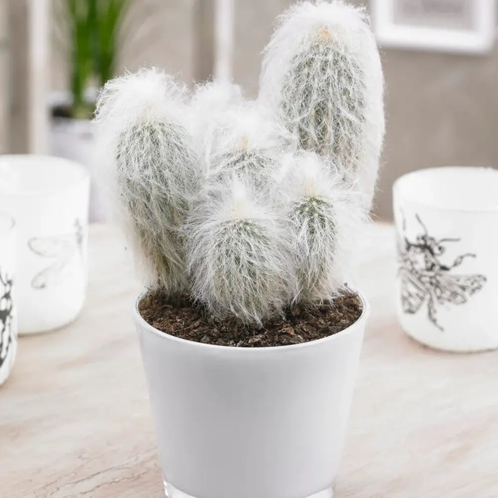 Cactus Alb Omul Batran Lanos Espostoa lanata, cu aspect pufos si usor de ingrijit