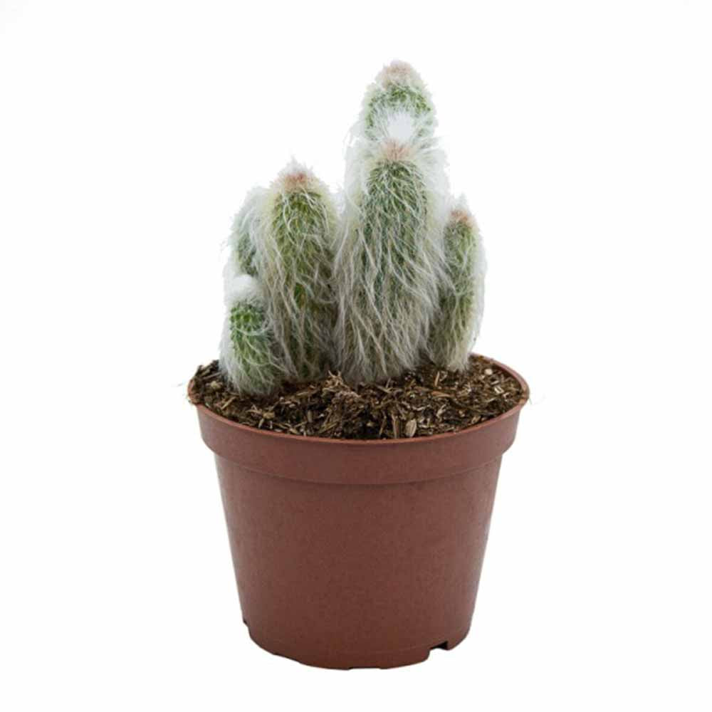 Cactus Alb Omul Batran Lanos Espostoa lanata, cu aspect pufos si usor de ingrijit