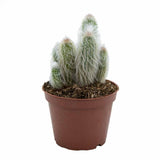 Cactus Alb Omul Batran Lanos Espostoa lanata, cu aspect pufos si usor de ingrijit