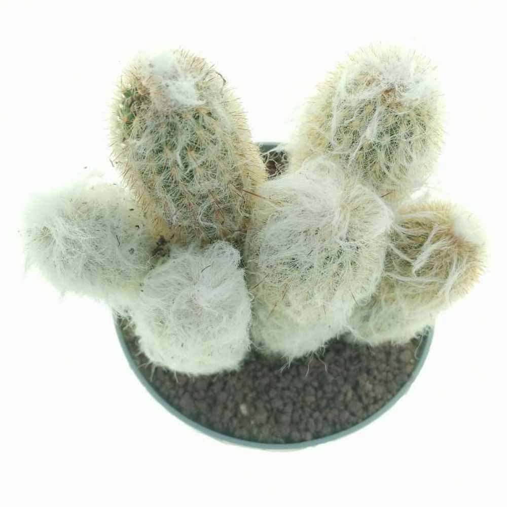 Cactus Alb Omul Batran Lanos Espostoa lanata, cu aspect pufos si usor de ingrijit