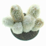 Cactus Alb Omul Batran Lanos Espostoa lanata, cu aspect pufos si usor de ingrijit