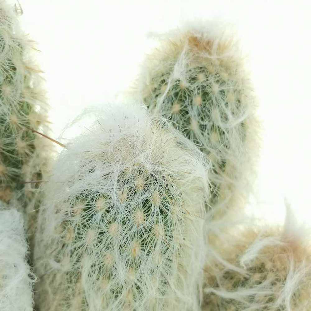 Cactus Alb Omul Batran Lanos Espostoa lanata, cu aspect pufos si usor de ingrijit