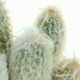 Cactus Alb Omul Batran Lanos Espostoa lanata, cu aspect pufos si usor de ingrijit