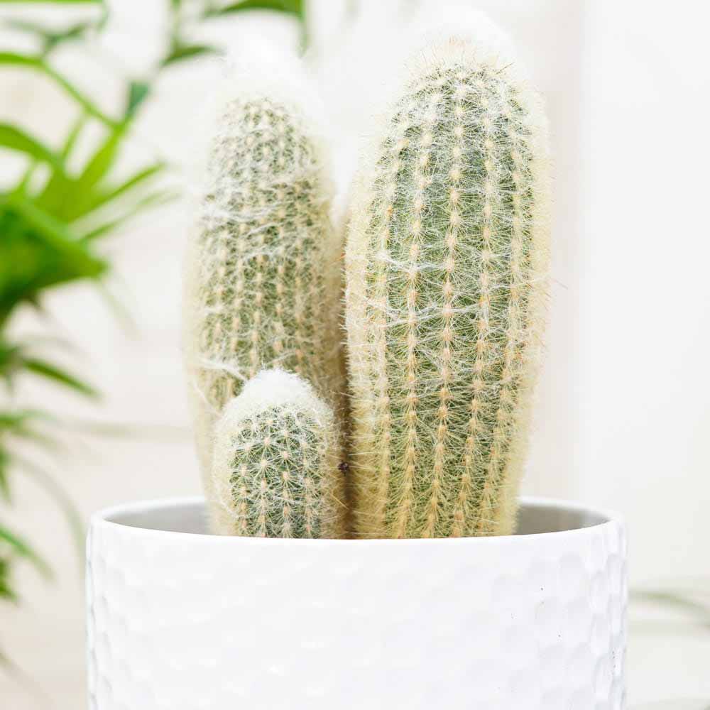 Cactus Alb Omul Batran Lanos Espostoa lanata, cu aspect pufos si usor de ingrijit