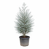 Евкалипт Eucalyptus gunnii 'Azura' – вечнозелено дърво със сребристо-синя листа и свеж аромат, 190/200 см