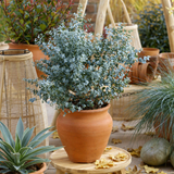 Евкалипт Eucalyptus gunnii 'Silverana' – декоративен храст със сребристо ароматно листо