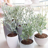 Евкалипт Gunnii Azur, вечнозелен декоративен синикаво-сребристи листа и свеж аромат