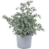 Евкалипт Gunnii Azur, вечнозелен декоративен синикаво-сребристи листа и свеж аромат