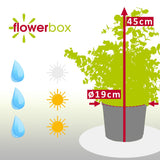 Евкалипт Gunnii Azur, вечнозелен декоративен синикаво-сребристи листа и свеж аромат