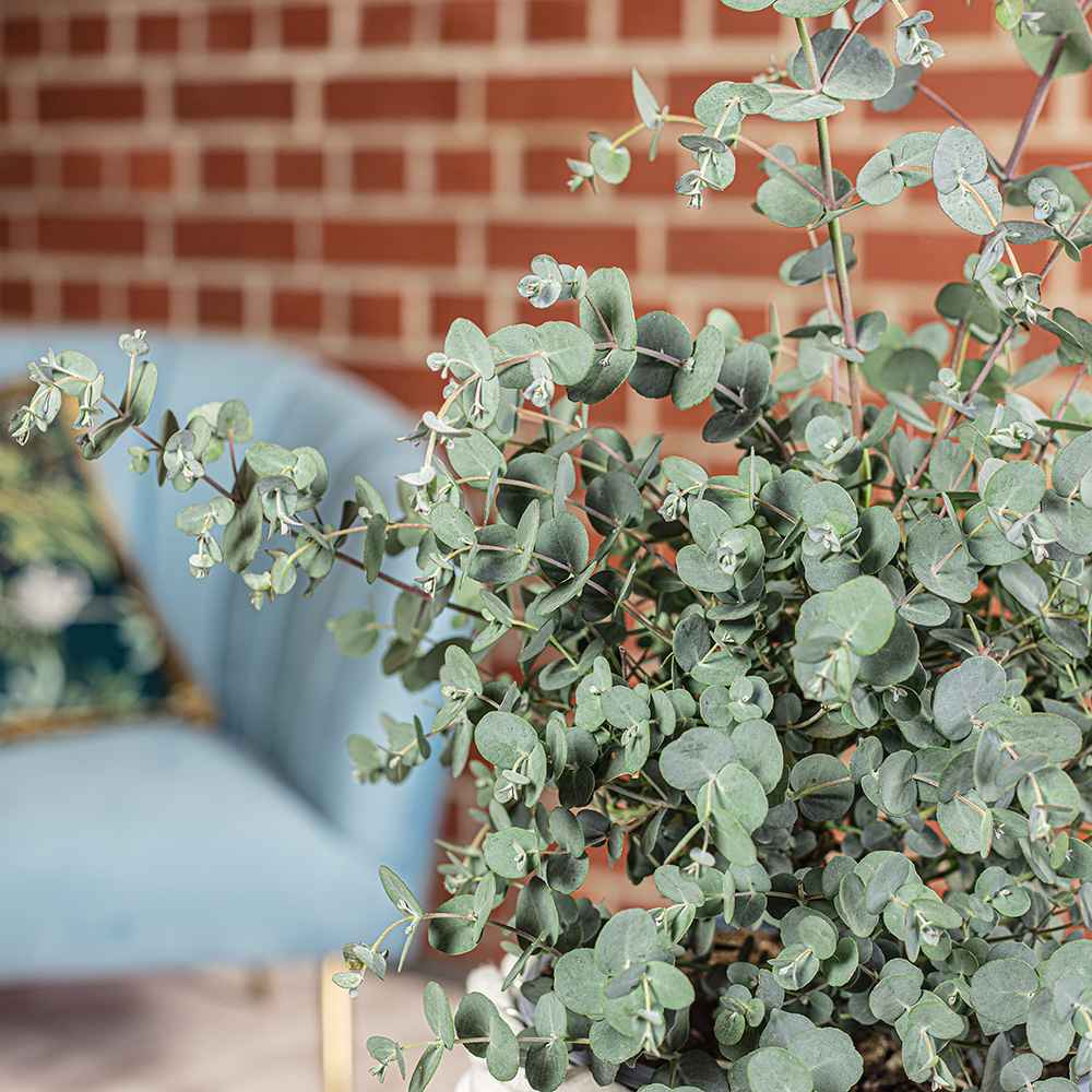 Евкалипт Gunnii Azur, вечнозелен декоративен синикаво-сребристи листа и свеж аромат