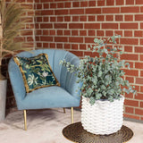 Евкалипт Gunnii Azur, вечнозелен декоративен синикаво-сребристи листа и свеж аромат