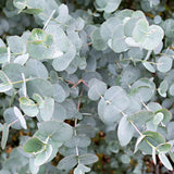 Евкалипт Eucalyptus gunnii 'Azura' – вечнозелено дърво със сребристо-синя листа и свеж аромат, 190/200 см